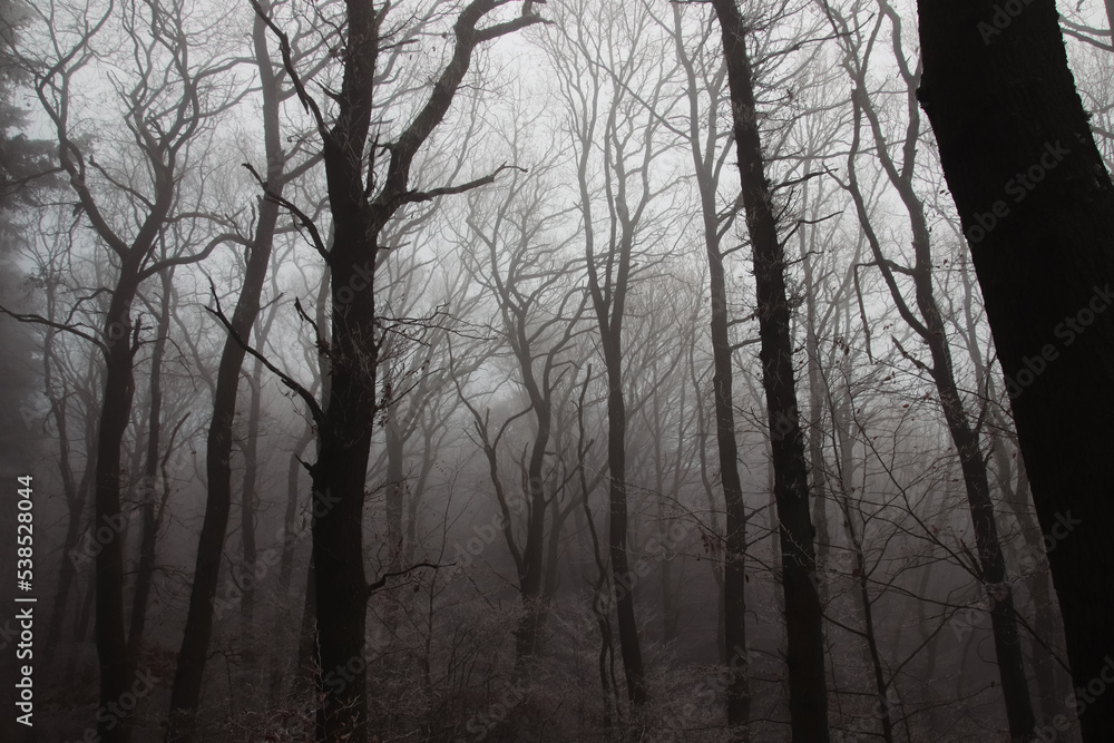 Silhouettes of bare trees in the forest hidden by a thick winter fog Silhouettes of bare trees in the forest hidden by a thick winter fog