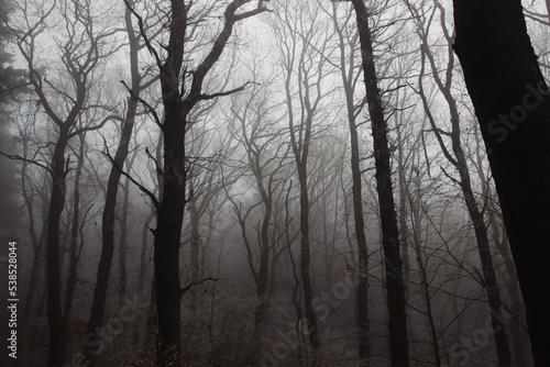 Silhouettes of bare trees in the forest hidden by a thick winter fog