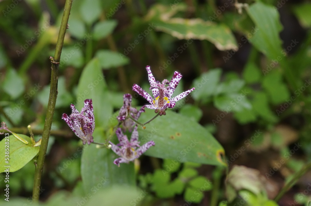 Japanese toad lily (Tricyrtis hirta) Japanese toad lily (Tricyrtis hirta)