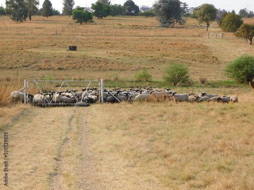 Fototapeta Naklejka Na Ścianę i Meble -  Front view angle of a herd of Hampshire down ewe sheep and Lambs huddled behind a silver farm gate and fence surrounded by golden grass fields under a blue sky
