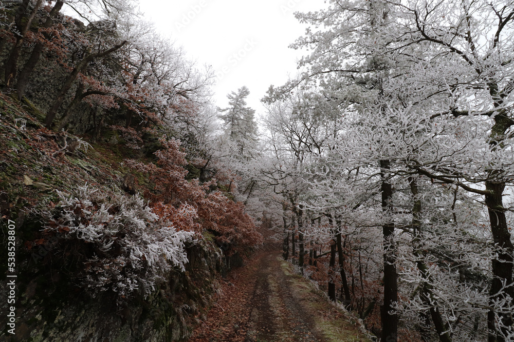 A hiking path leading to the frost and foggy woodland forest in Bernkastel-kues Germany A hiking path leading to the frost and foggy woodland forest in Bernkastel-kues Germany