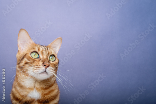 Purebred cat on a blue background. The cat is isolated.