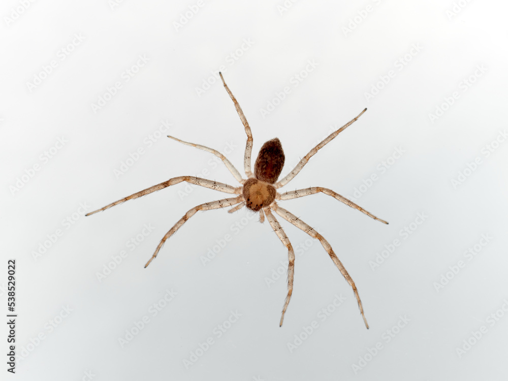 Isolated spider in a white background. Running crab spider. Philodromidae family. Isolated spider in a white background. Running crab spider. Philodromidae family.