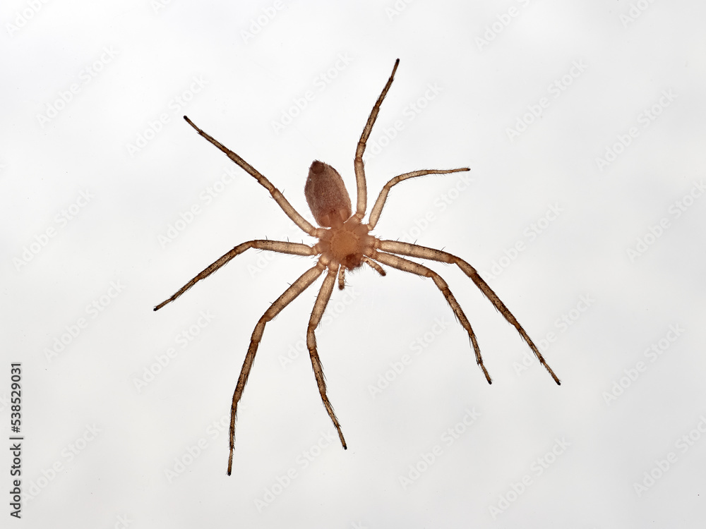 Isolated spider in a white background. Running crab spider. Philodromidae family.    