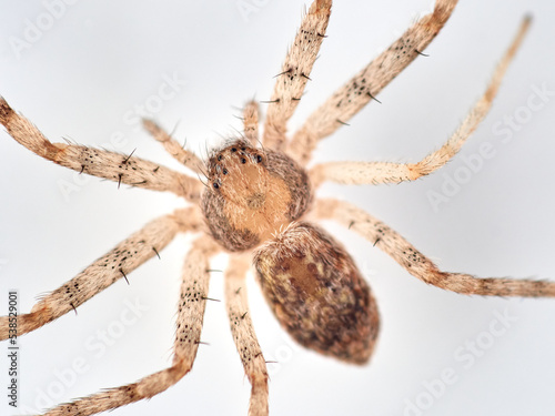 Isolated spider in a white background. Running crab spider. Philodromidae family.    