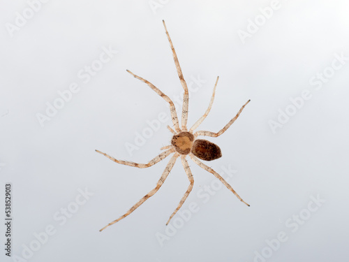 Isolated spider in a white background. Running crab spider. Philodromidae family. 