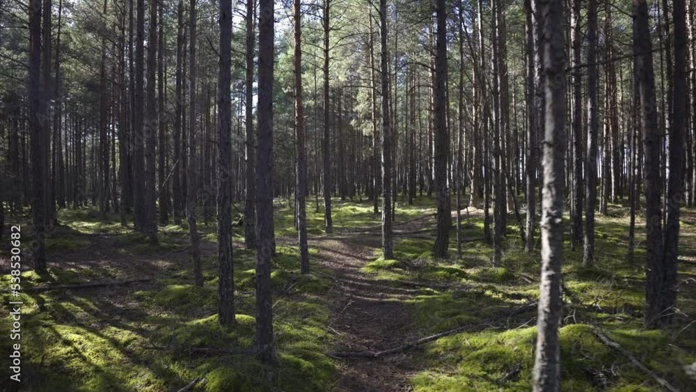 Walk through the coniferous forest in the dunes of the Baltic. Green bright moss on the path between the trees. Sunny warm day in early autumn in Latvia. Walk through the coniferous forest in the dunes of the Baltic. Green bright moss on the path between the trees. Sunny warm day in early autumn in Latvia.