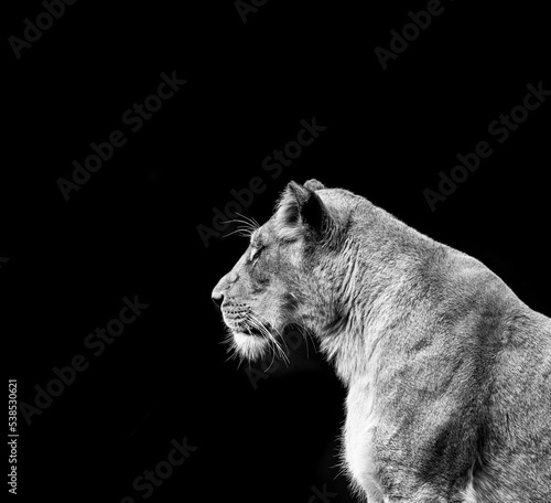 black and white portrait of a lioness