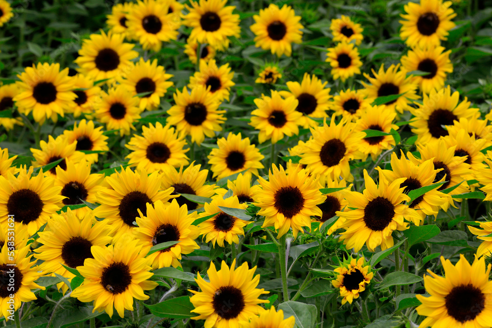 Sonnenblumen Feld, Blüten im Sommer