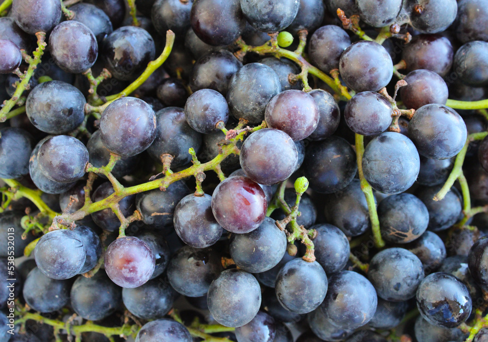 Fototapeta premium bunch of grapes organic fruits in autumn