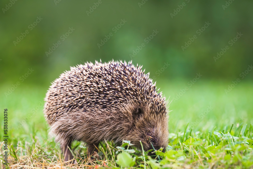 Hedgehog looking for food on a green lawn Hedgehog looking for food on a green lawn