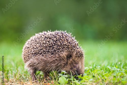 Hedgehog looking for food on a green lawn