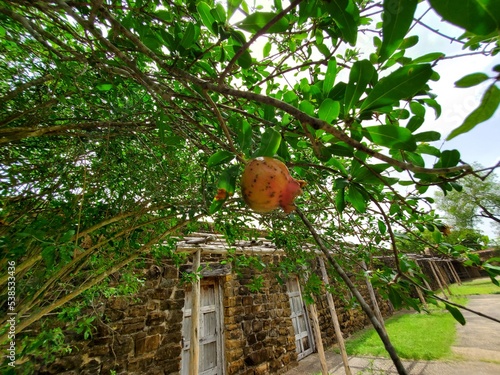 fruit on tree