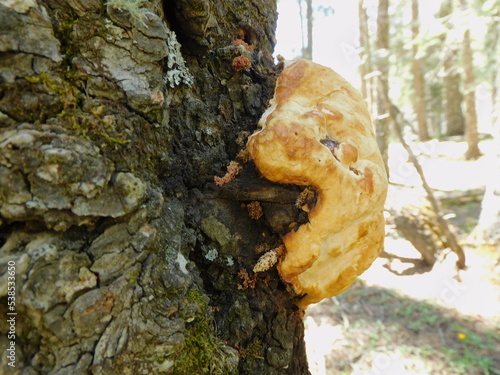 fungus on tree