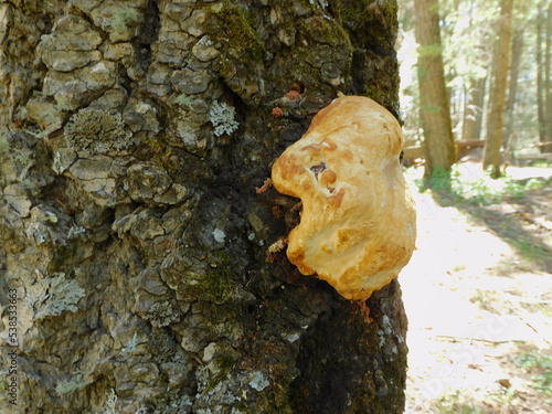 mushroom on tree
