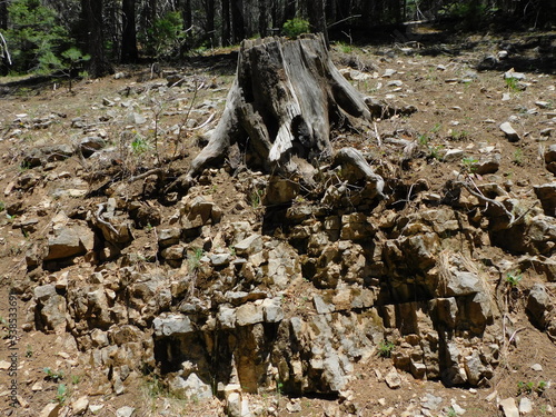 roots of tree