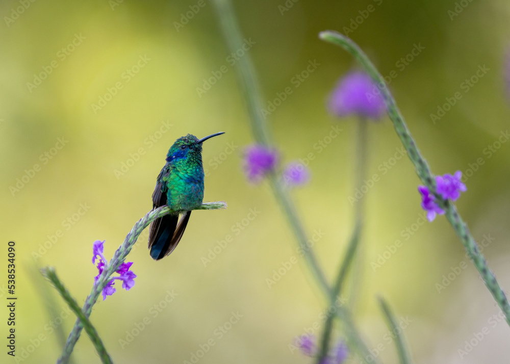 Obraz premium Hummingbird