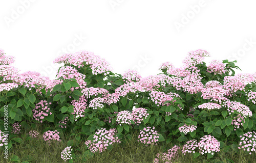 Field of grass with flowers on transparent background. 3d rendering - illustration