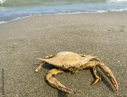 Krabbe  Brachyura  an einem Strand