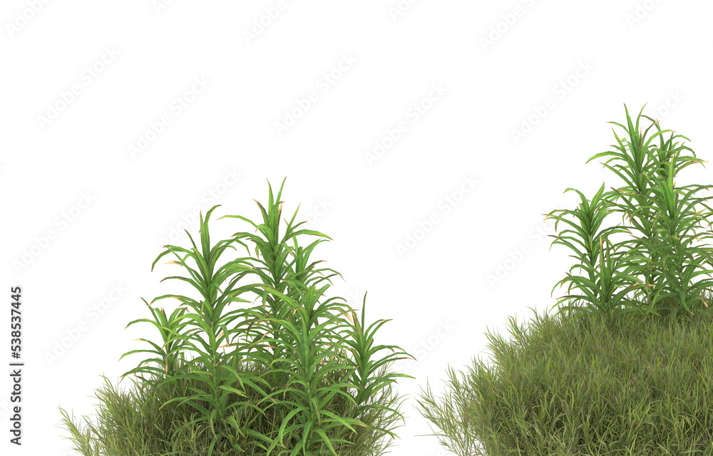 Fototapeta premium Field of grass with flowers on transparent background. 3d rendering - illustration