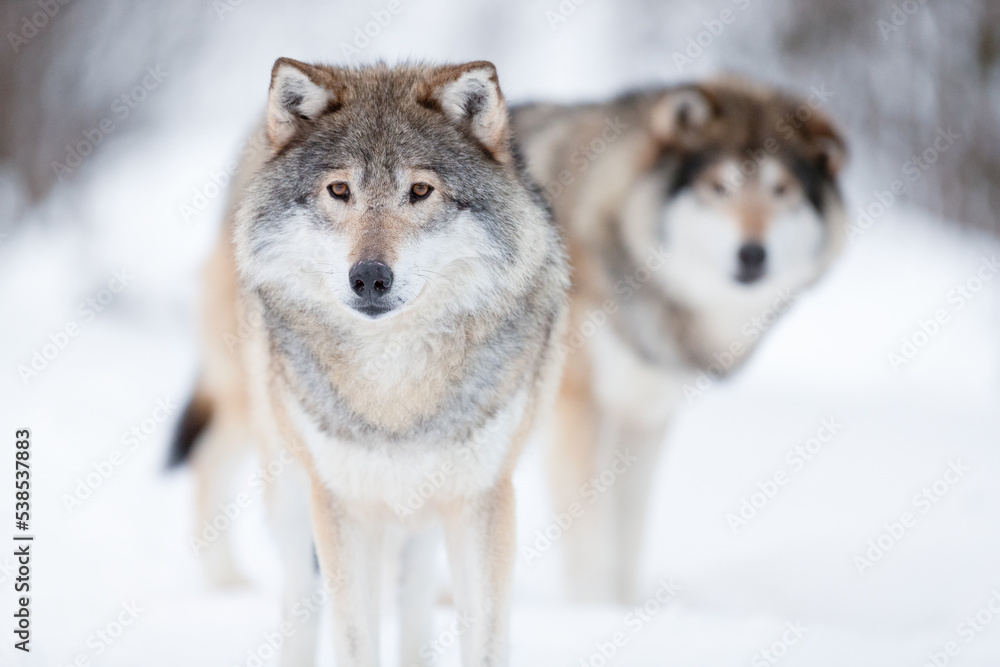 Naklejka premium Alert wolves standing on snowy white winter landscape