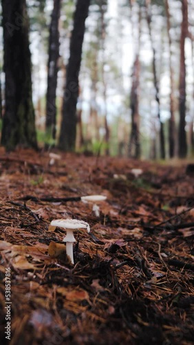 mushrooms in the autumn forest. fresh ripe mushrooms in the forest close-up. mushrooms among leaves and needles on a meadow in the forest. mushrooms in bright sunlight.