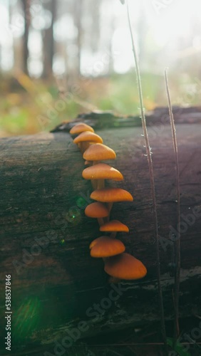 orange mushrooms on a stump in the autumn forest. fresh ripe mushrooms in the forest close-up. mushrooms among leaves and needles on a meadow in the forest. mushrooms in bright sunlight.