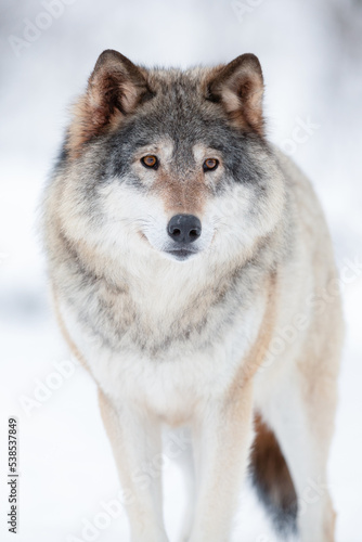 Eurasian wolf looking away in a white winter landscape