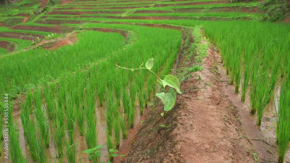 Mountain farming Ban Pa Bong Piang Rice Terrace, Chiang Mai, Thailand.