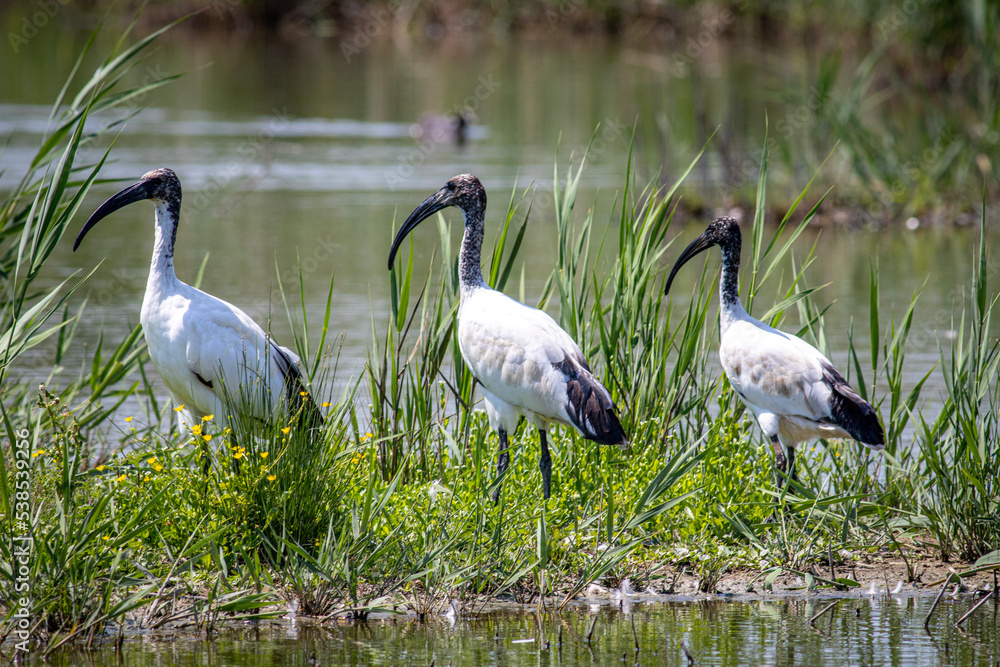Fototapeta premium sacred ibis, ibis sacro