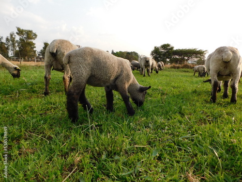 A herd of grey sheep with black legs and faces grazing. A herd of shorn Hampshire Down Ewe Sheep and their Lambs grazing in a bright lush green oats and clover plantation  in Gauteng  South Africa