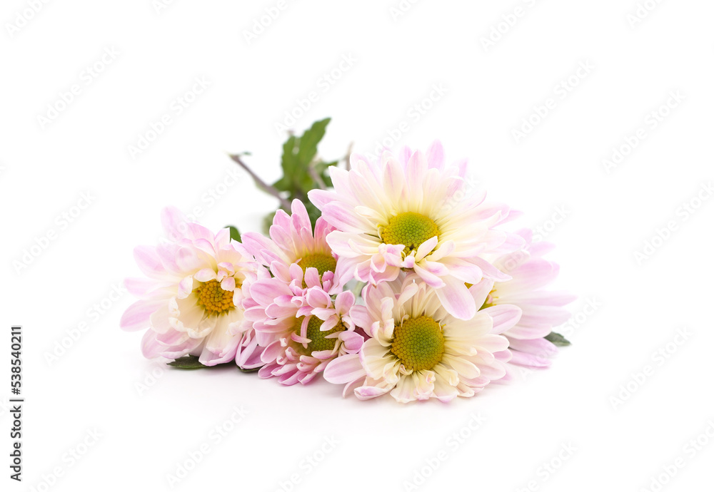 Beautiful pink chrysanthemums. Beautiful pink chrysanthemums.