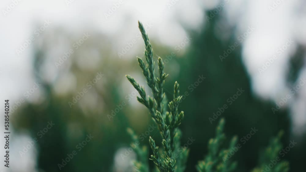 conifer branch in fog at dawn, amazing morning in forest at dawn close up conifer branch. a bright green branch sways in the wind. conifer branch in fog at dawn, amazing morning in forest at dawn close up conifer branch. a bright green branch sways in the wind.