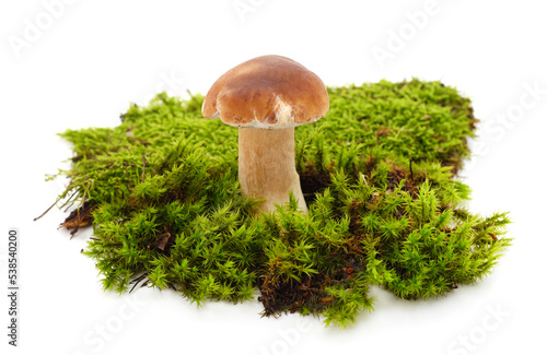 One brown mushrooms with moss.