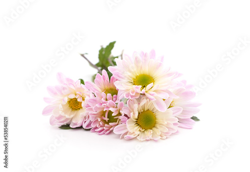 Beautiful pink chrysanthemums.