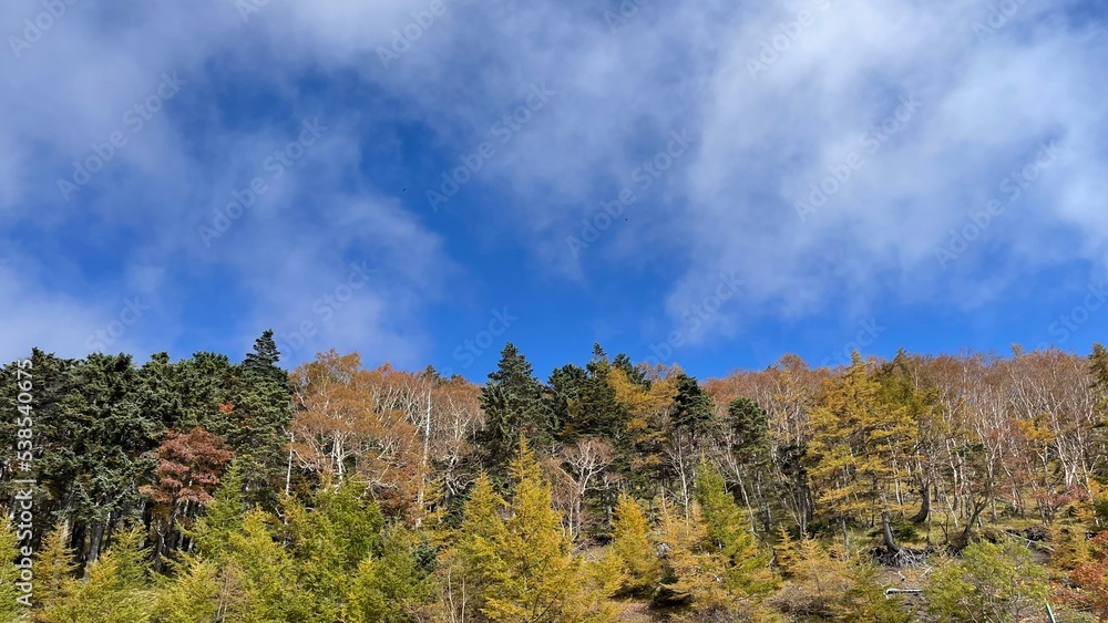 Fototapeta premium Could you get the temple and foliage in the background?