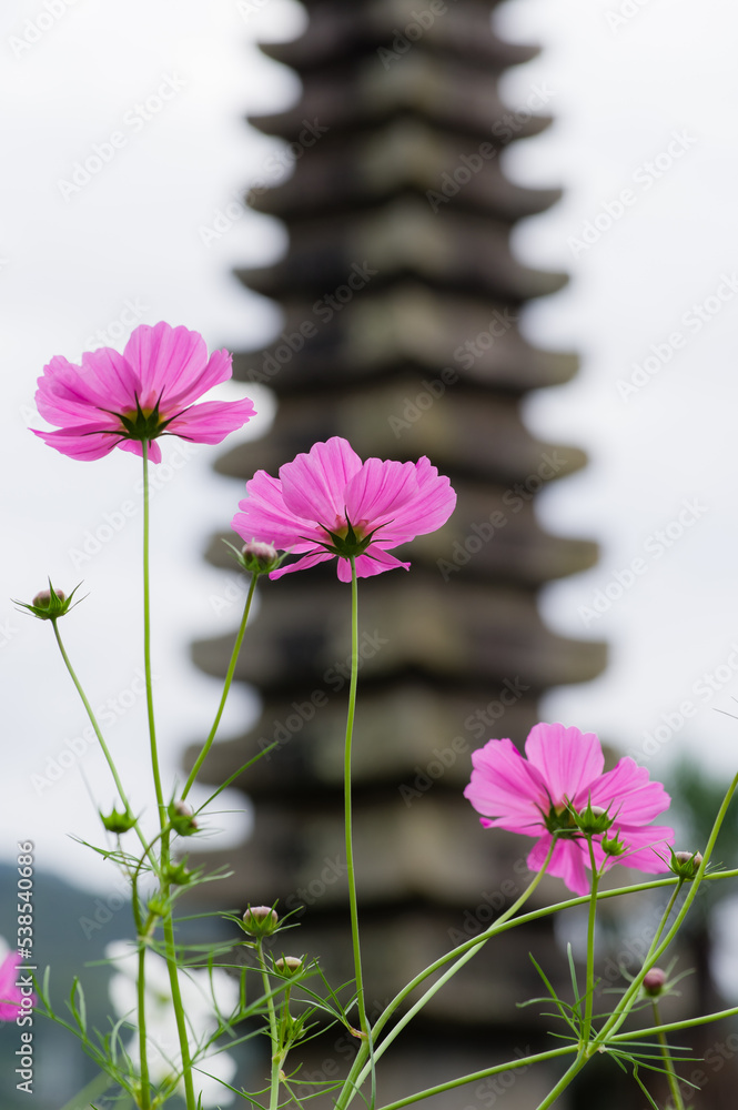 般若寺のコスモス