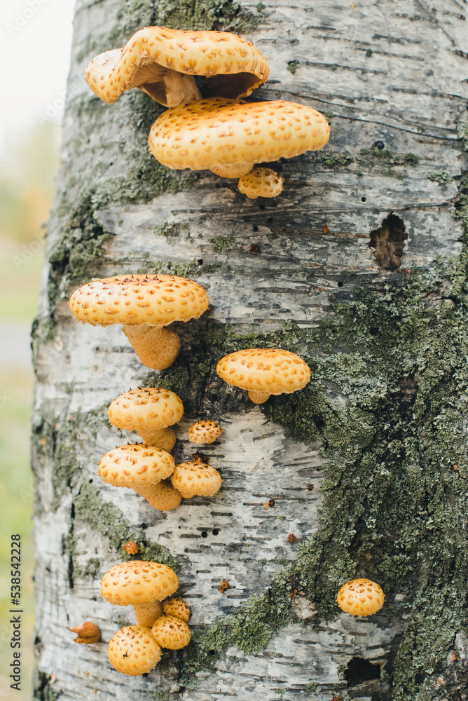 Mushrooms on a tree. Poison mushrooms. Mushrooms on a tree. Poison mushrooms.