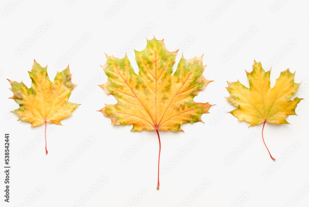 Autumn leaves on a white background. Maple leaves on a white background. Autumn maple leaves. Autumn leaves on a white background. Maple leaves on a white background. Autumn maple leaves.