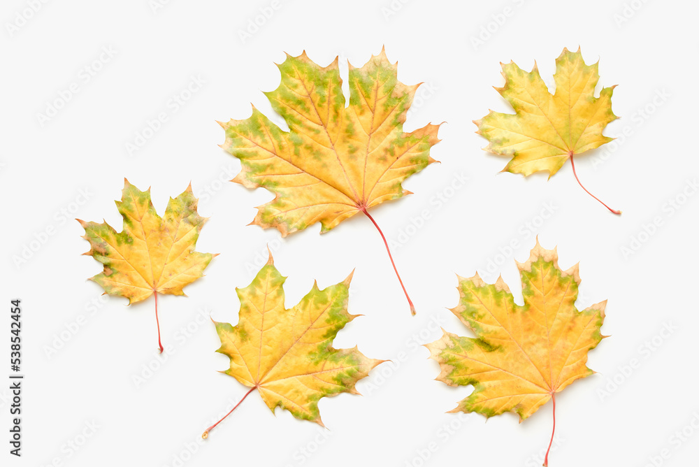 Autumn leaves on a white background. Maple leaves on a white background. Autumn maple leaves. Autumn leaves on a white background. Maple leaves on a white background. Autumn maple leaves.
