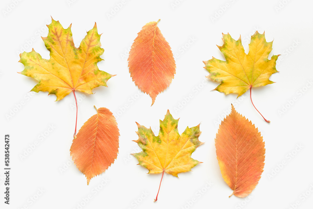 Autumn leaves on a white background. Maple leaves on a white background. Autumn maple leaves. Autumn leaves on a white background. Maple leaves on a white background. Autumn maple leaves.