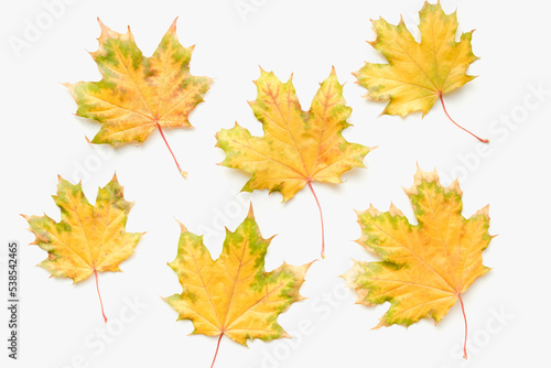 Autumn leaves on a white background. Maple leaves on a white background. Autumn maple leaves.
