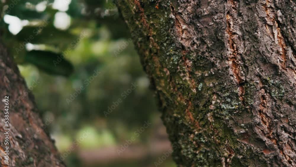 tree bark texture close-up. the tree trunk that the camera moves past. rich color of tree bark. the trunk of an apricot tree in the garden. tree bark texture close-up. the tree trunk that the camera moves past. rich color of tree bark. the trunk of an apricot tree in the garden.