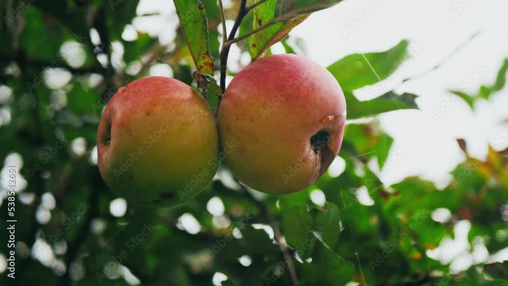 fresh juicy apples on tree with water drops after rain. apples with water drops on a neutral sky background. fresh fruit in the garden. apple orchard in the country. fresh juicy apples on tree with water drops after rain. apples with water drops on a neutral sky background. fresh fruit in the garden. apple orchard in the country.
