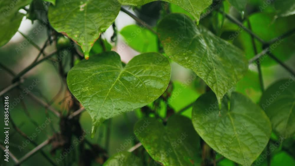 bright green leaves woven into a fence with dewdrops at dawn close-up, leaves with dewdrops, camera movement past green leaves bright green leaves woven into a fence with dewdrops at dawn close-up, leaves with dewdrops, camera movement past green leaves