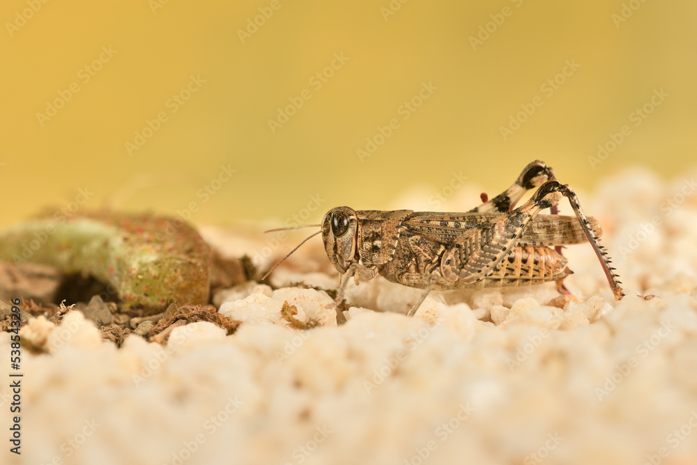 Saltamontes (caelíferos) macrofortografia Saltamontes (caelíferos) macrofortografia