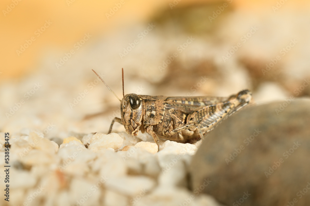 Saltamontes (caelíferos) macrofortografia Saltamontes (caelíferos) macrofortografia