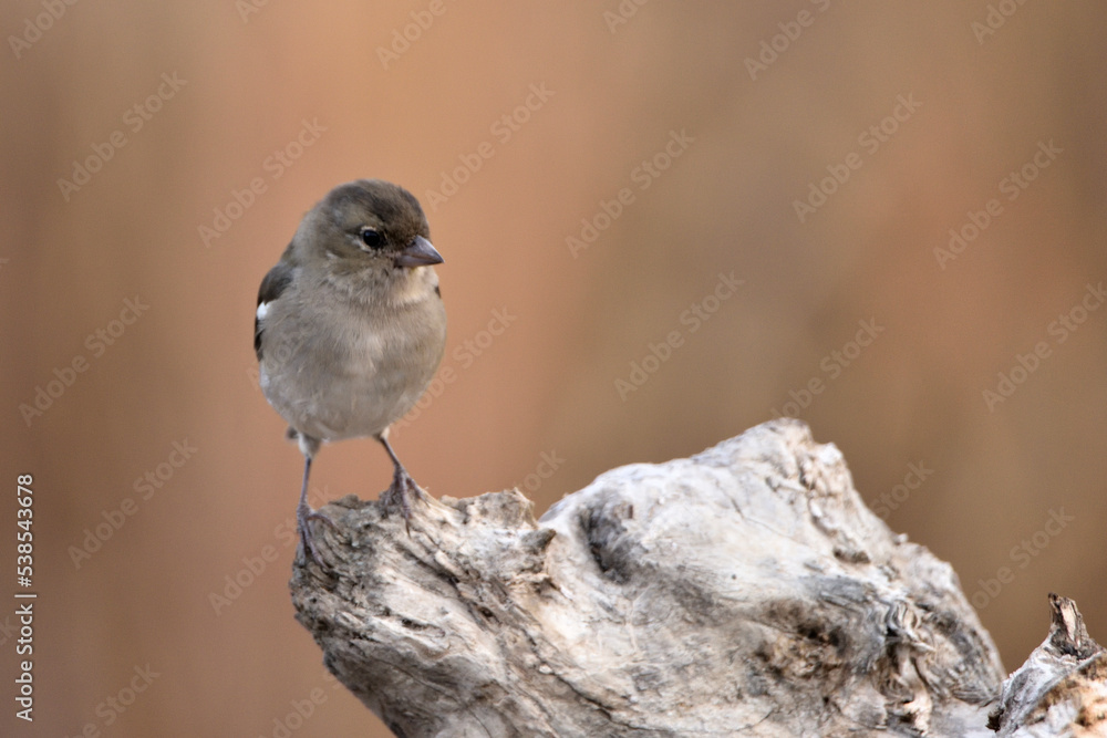 Fototapeta premium pinzón vulgar (Fringilla coelebs) posado en un tronco seco con fondo marron