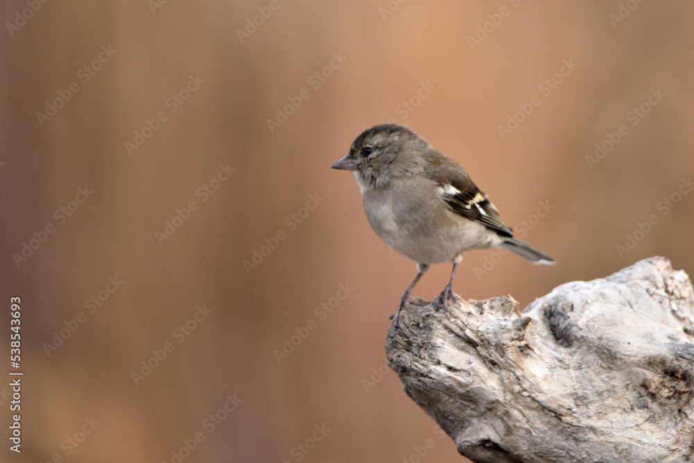 Fototapeta premium pinzón vulgar (Fringilla coelebs) posado en un tronco seco con fondo marron