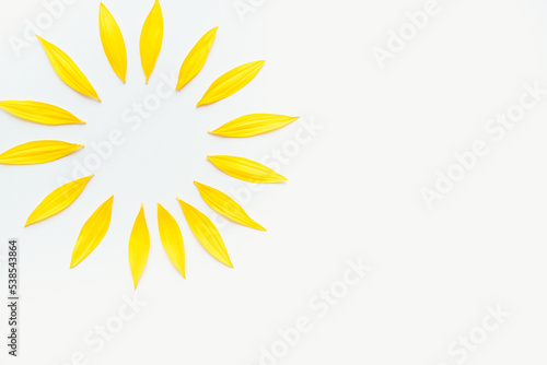 Sunflower petals on a white background. Yellow petals on a white background.